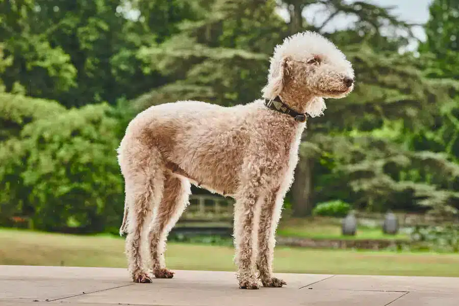 Bdligton terrier